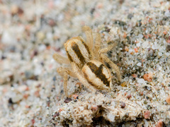 Pseudomogrus zhilgaensis