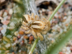 Pseudomogrus zhilgaensis