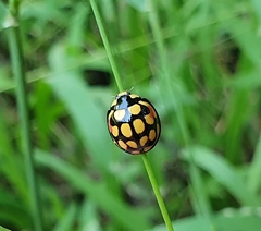 Cheilomenes sulphurea