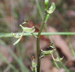 Arthrochilus prolixus