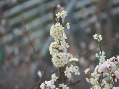 Prunus salicina