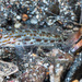Silverspot Shrimpgoby - Photo (c) Francois Libert, some rights reserved (CC BY-NC), uploaded by Francois Libert