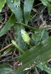 Urolabida