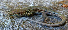 Podarcis muralis