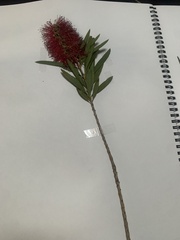 Melaleuca citrina