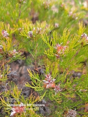 Serruria decipiens