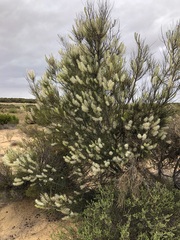 Grevillea pterosperma