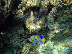 Pygoplites diacanthus
