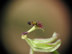 Arthrochilus prolixus