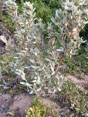 Atriplex cinerea