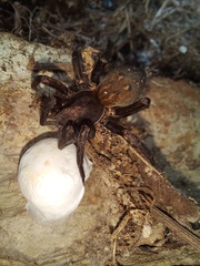 Uliodon