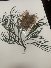 Banksia cunninghamii