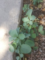 Dalbergia sissoo