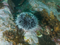 Tripneustes kermadecensis