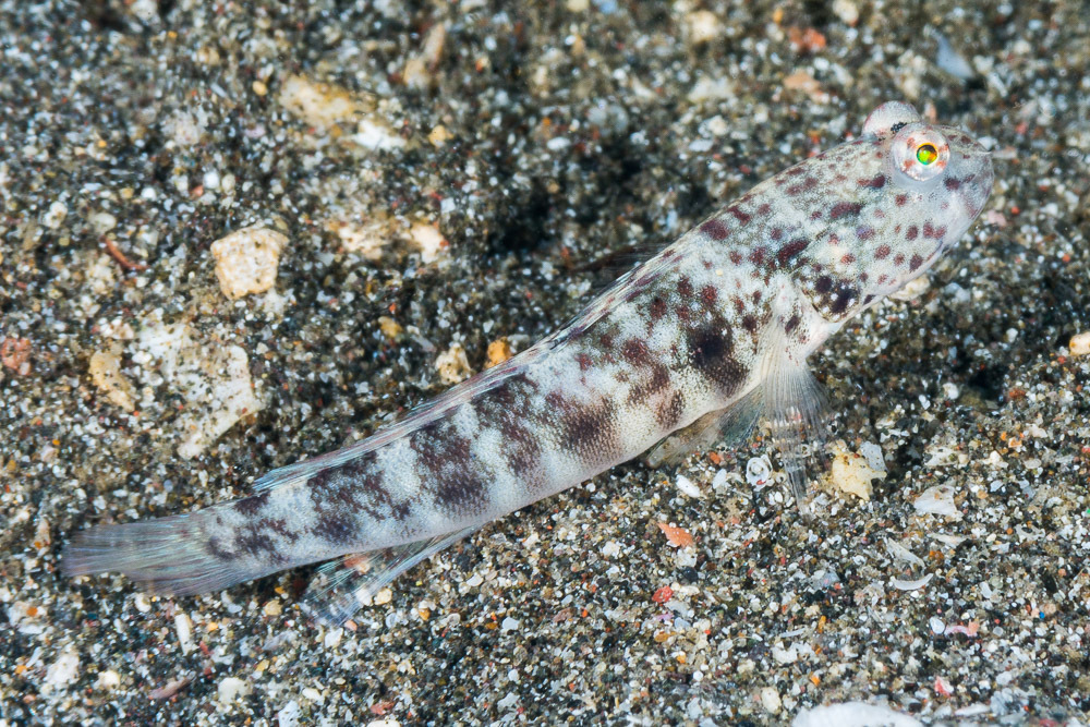Black-Nape Shrimp-Goby