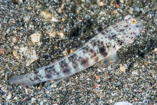 Inexplicable Shrimpgoby