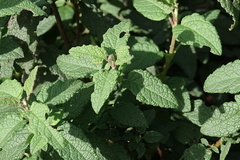 Cistus