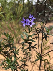 Halgania andromedifolia