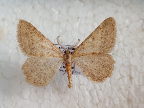 Zernyia granataria