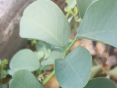 Dalbergia sissoo