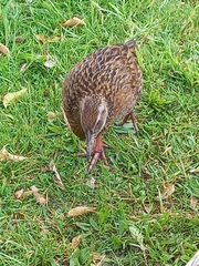 Gallirallus australis