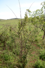 Cephalanthus natalensis