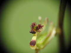 Arthrochilus prolixus