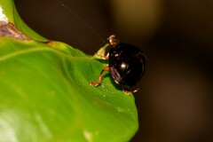 Chalcomela nitida