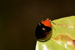 Chalcomela nitida