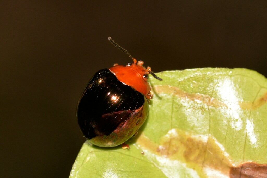 Chalcomela nitida