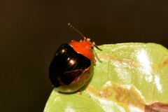 Chalcomela nitida