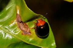 Chalcomela nitida