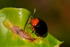 Chalcomela nitida