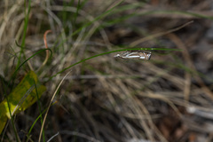 Crambus ericella