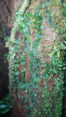 Trichomanes punctatum