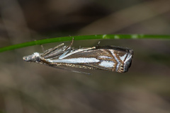 Crambus ericella