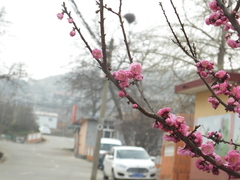 Prunus triloba
