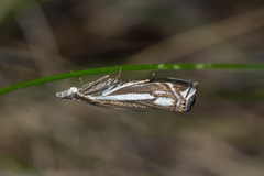 Crambus ericella