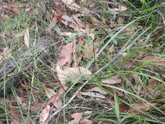 Arthrochilus prolixus