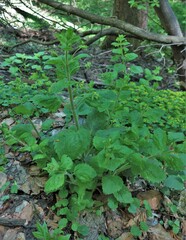 Scrophularia vernalis