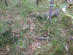 Arthrochilus prolixus