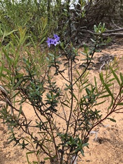 Halgania andromedifolia