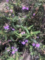 Thomasia petalocalyx