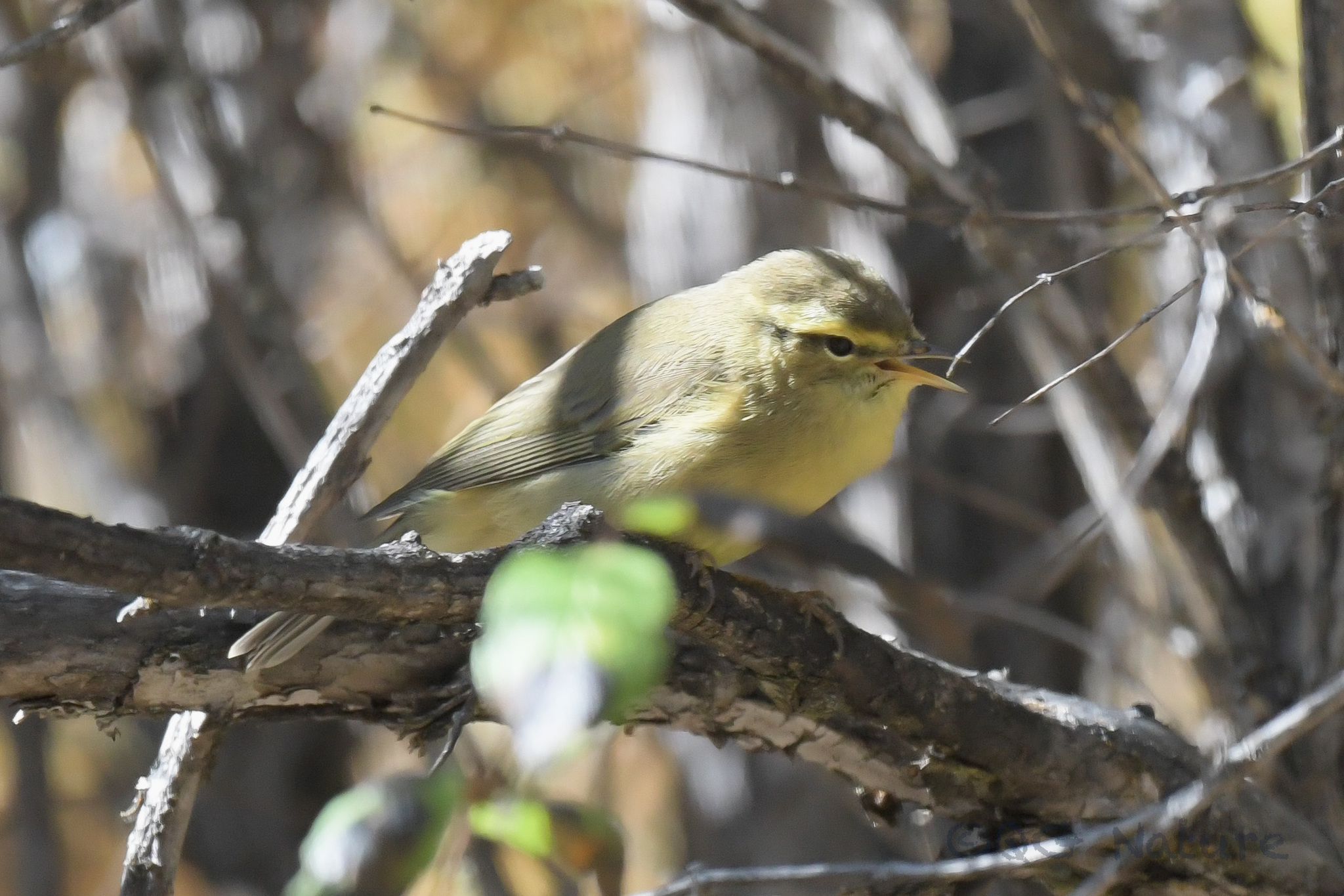 Tickell's Leaf Warbler