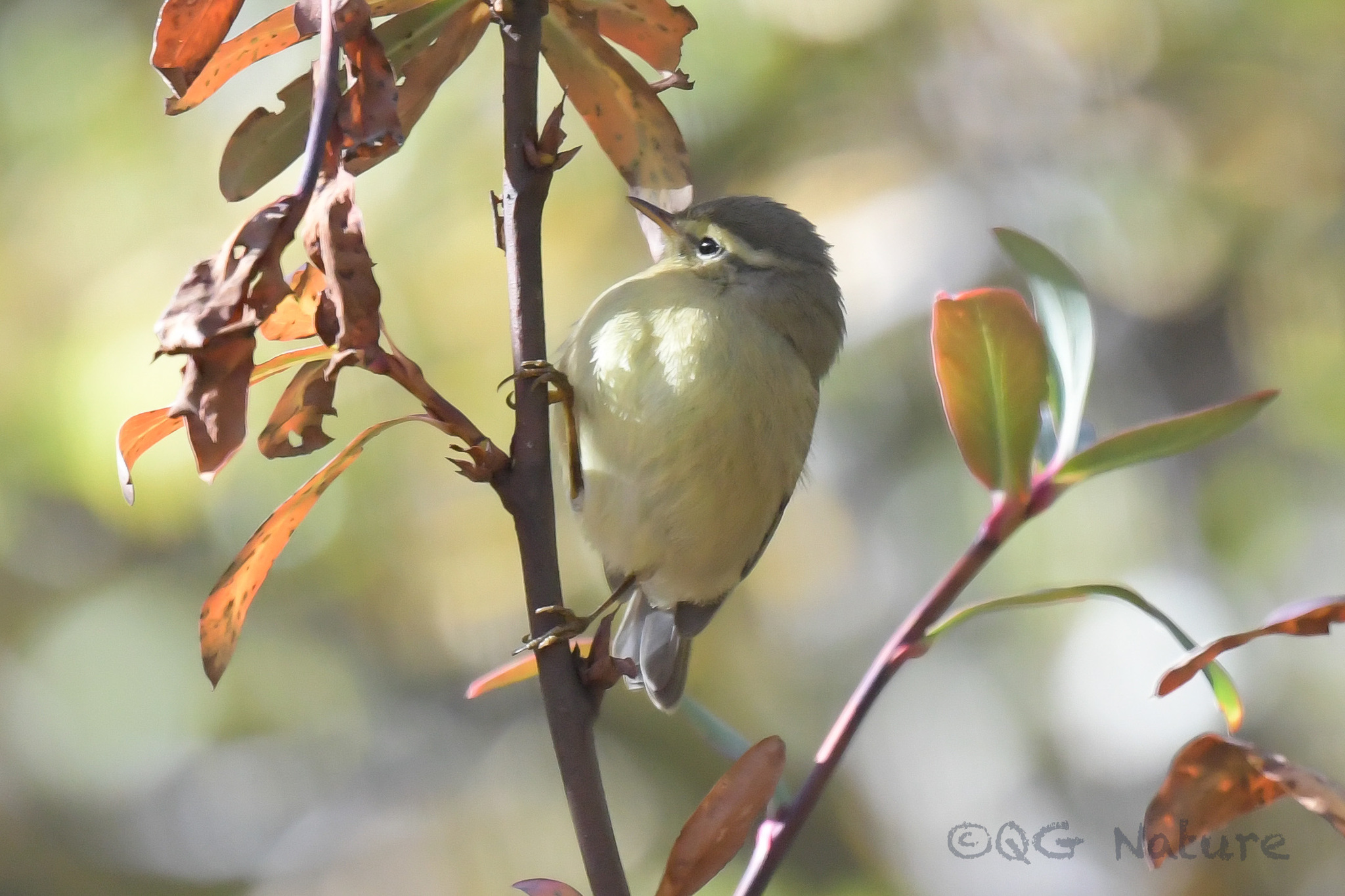 Tickell's Leaf Warbler