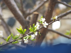 Prunus salicina