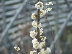 Prunus salicina