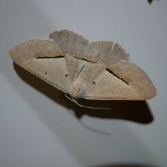 Isturgia penthearia