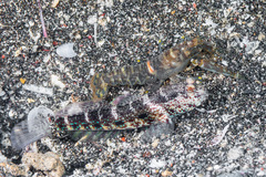 Cryptocentrus caeruleomaculatus