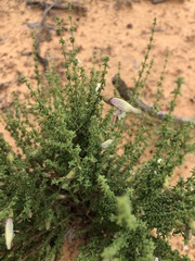 Prostanthera serpyllifolia microphylla